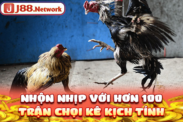 Nhộn nhịp với hơn 100 trận chọi kê kịch tính Nhộn nhịp với hơn 100 trận chọi kê kịch tính